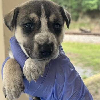 Husky and Mixed Breed Dogs Available for Adoption in Lucedale, Mississippi - FEMALE PUP 5 | PetCurious