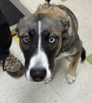 Siberian Husky and Shepherd Dogs Available for Adoption in Sioux City, Iowa - Magnolia | PetCurious