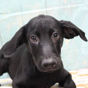 Edd -  Labrador Retriever Dog for Adoption in Cleveland, Mississippi - Edd | PetCurious