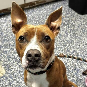 Pit Bull Terrier Dogs Available for Adoption in Jackson Township, New Jersey - Cookie  | PetCurious