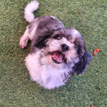 Charlotte 7578 -  Shih Tzu Dog for Adoption in Loxahatchee Groves, Florida - Charlotte 7578 | PetCurious