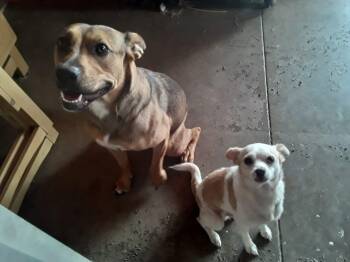 German Shepherd Dog and Labrador Retriever Dogs Available for Adoption in Manhattan Beach, California - Tora Cora Needs FOSTER Or ADOPTER! URGENT | PetCurious