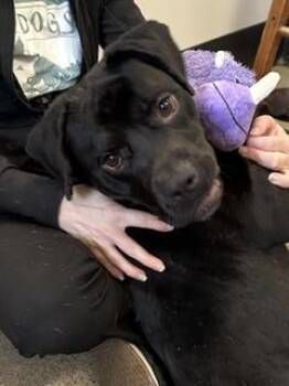 Beethoven -  Labrador Retriever Dog for Adoption in Cleveland, Ohio - Beethoven | PetCurious