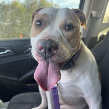 Pit Bull Terrier Dogs Available for Adoption in Cumming, Georgia - Bindi | PetCurious