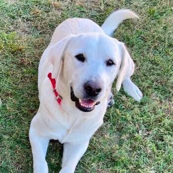 Labrador Retriever Dogs Available for Adoption in Elkton, Maryland - Mac | PetCurious