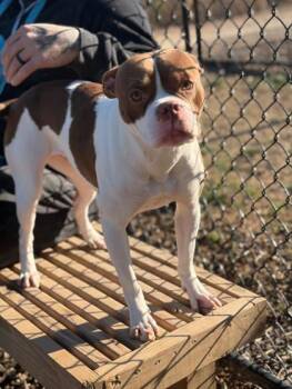 Mixed Breed Dogs Available for Adoption - Storm-ADOPTED | PetCurious