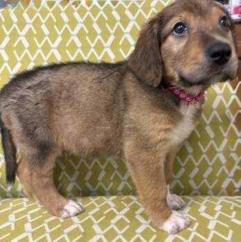 Sorrel -  Great Pyrenees and Mixed Breed Dog for Adoption in Lawrenceville, Georgia - Sorrel | PetCurious