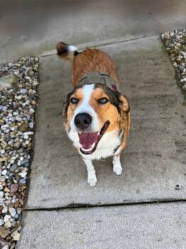 Shetland Sheepdog Sheltie Dogs Available for Adoption in Warsaw, Indiana - Hank | PetCurious