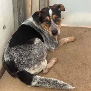 Loaf -  Australian Cattle Dog Blue Heeler and Mixed Breed Dog for Adoption in Stephenville, Texas - Loaf | PetCurious