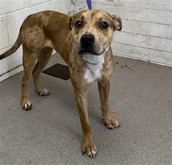 Rescue Pit Bull Terrier and Mixed Breed Dogs for Adoption in San Bernardino, California - BONITA | PetCurious