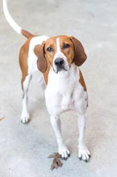 Rescue Mixed Breed Dogs for Adoption in Atlanta, Georgia - Benny | PetCurious