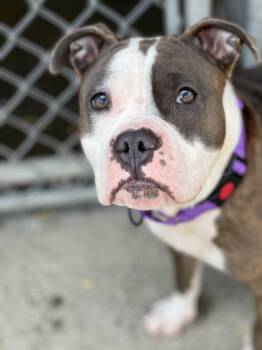 Mixed Breed Dogs Available for Adoption in Elmira, New York - Tofu | PetCurious