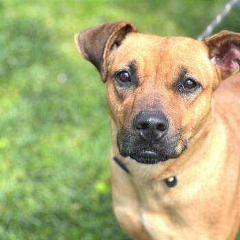 Kalani -  Mixed Breed Dog for Adoption in Huntington, West Virginia - Kalani | PetCurious