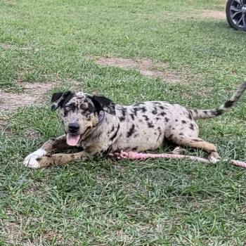 Catahoula Leopard Dog and Black Labrador Retriever Dogs Available for Adoption in Queen City, Texas - Gunner | PetCurious