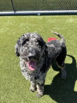 Spunky -  Mixed Breed Dog for Adoption in Lafayette, Indiana - Spunky | PetCurious