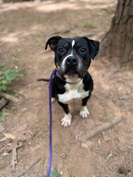 American Bulldog and Boxer Dogs Available for Adoption in Charlotte, North Carolina - BOWSER | PetCurious