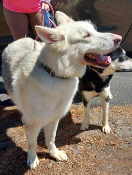 Sitka -  Husky and German Shepherd Dog Dog for Adoption in Mocksville, North Carolina - Sitka | PetCurious