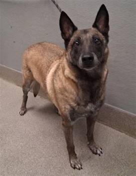MIA -  Belgian Shepherd Malinois Dog for Adoption in Las Vegas, Nevada - MIA | PetCurious