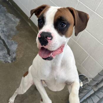 Boxer Dogs Available for Adoption in Harrisonburg, Virginia - 70666 | PetCurious