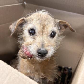 Mixed Breed Dogs Available for Adoption in Newark, New Jersey - Murphy | PetCurious