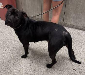 Nixy -  Pit Bull Terrier and Mixed Breed Dog for Adoption in Kansas City, Missouri - Nixy | PetCurious