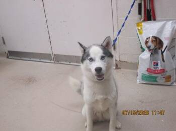 (801) -  Siberian Husky Dog for Adoption in Marietta, Georgia - (801) | PetCurious