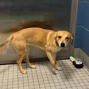 Mixed Breed Dogs Available for Adoption - Catalina | PetCurious