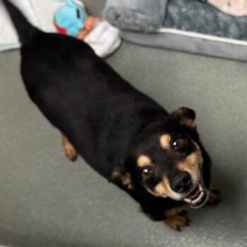 Blitz -  Chihuahua and Dachshund Dog for Adoption in Lynchburg, Virginia - Blitz | PetCurious
