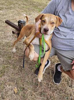 Gator -  Australian Cattle Dog Blue Heeler Dog for Adoption in Colleyville, Texas - Gator | PetCurious
