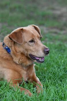 Rescue Golden Retriever and Vizsla Dogs for Adoption in Portland, Maine - Roxie Girl | PetCurious