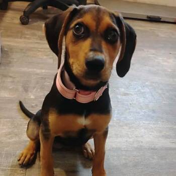 Whimsey * -  Hound Dog for Adoption in Metamora, Michigan - Whimsey * | PetCurious