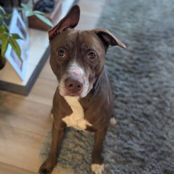 Mixed Breed Dogs Available for Adoption in Jeffersonville, Indiana - Brady | PetCurious