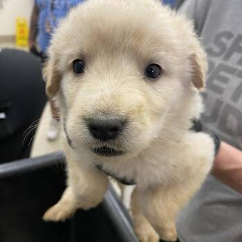 Labrador Retriever Dogs Available for Adoption in Austin, Texas - Ida | PetCurious