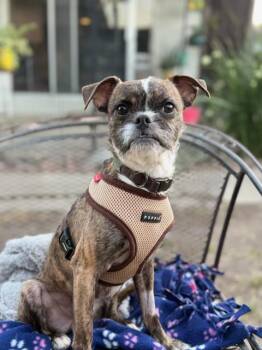 Banjo -  Boston Terrier and Poodle Dog for Adoption in Lafayette, California - Banjo | PetCurious