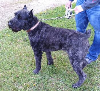 GUS -  Bouvier Des Flandres Dog for Adoption in Westland, Michigan - GUS | PetCurious
