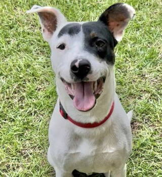 Rescue Terrier Dogs for Adoption in Grand Bay, Alabama - Dexter | PetCurious