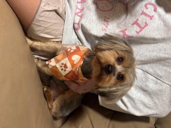 Yorkshire Terrier Dogs Available for Adoption - Mark | PetCurious