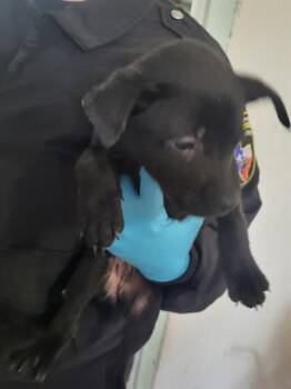 American Staffordshire Terrier Dogs Available for Adoption in San Antonio, Texas - MAVIS | PetCurious