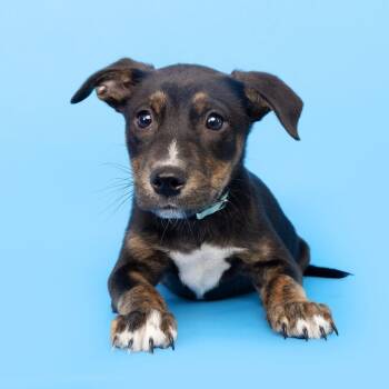 Mixed Breed Dogs Available for Adoption in Franklin, Tennessee - Three Non Blondes | PetCurious