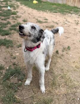 Robin -  Australian Shepherd and Poodle Dog for Adoption in Severance, Colorado - Robin | PetCurious