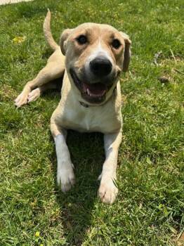 Rescue Labrador Retriever Dogs for Adoption in Lenoir City, Tennessee - Zae Rae | PetCurious