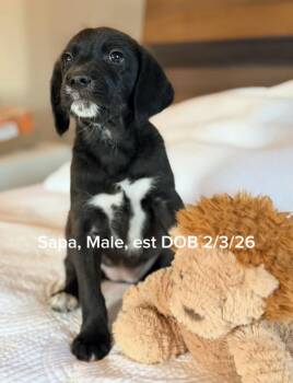 Black Labrador Retriever and Mixed Breed Dogs Available for Adoption - Sapa | PetCurious