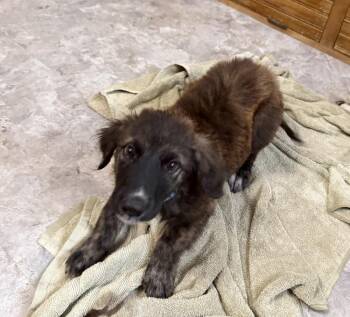 Jasper Gemstone -  Anatolian Shepherd Dog for Adoption in Waunakee, Wisconsin - Jasper Gemstone | PetCurious