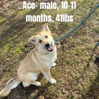 Shepherd Dogs Available for Adoption in Charlottesville, Virginia - Ace | PetCurious