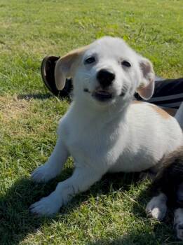 Patches -  Chihuahua Dog for Adoption in Plano, Texas - Patches | PetCurious