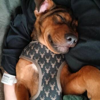 Shepherd and Mixed Breed Dogs Available for Adoption in New Orleans, Louisiana - PeeWee | PetCurious