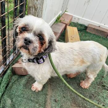Birdie -  Shih Tzu Dog for Adoption in Plainfield, Illinois - Birdie | PetCurious