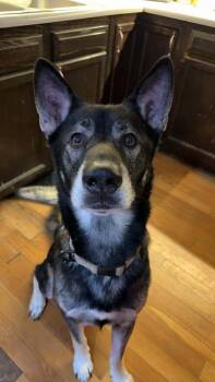 Shepherd Dogs Available for Adoption - Kona Ask To Meet! In Foster! | PetCurious