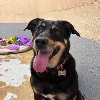 Lucy Liu -  Mixed Breed Dog for Adoption in Huntington, West Virginia - Lucy Liu | PetCurious
