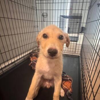 Baker -  Yellow Labrador Retriever and Mixed Breed Dog for Adoption in Starkville, Mississippi - Baker | PetCurious